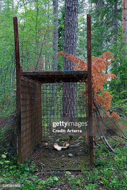 Brown bear live trap for wildlife management in the taiga, Karelien, Finland, Scandinavia.