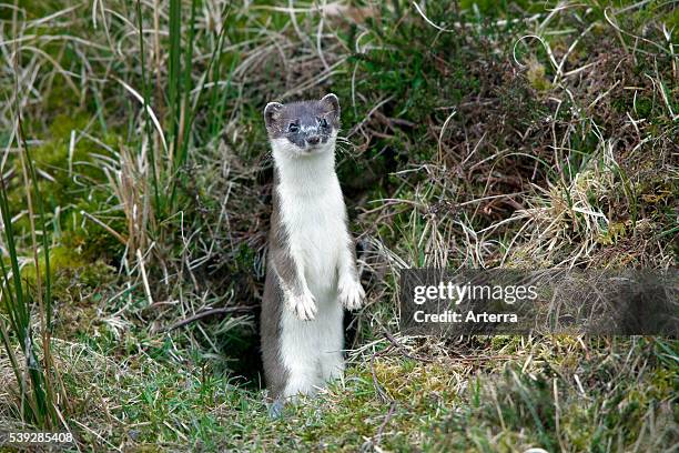 Mini Stoat 35 Short Tailed Weasel Stock Photos, High-Res Pictures, and Images ...