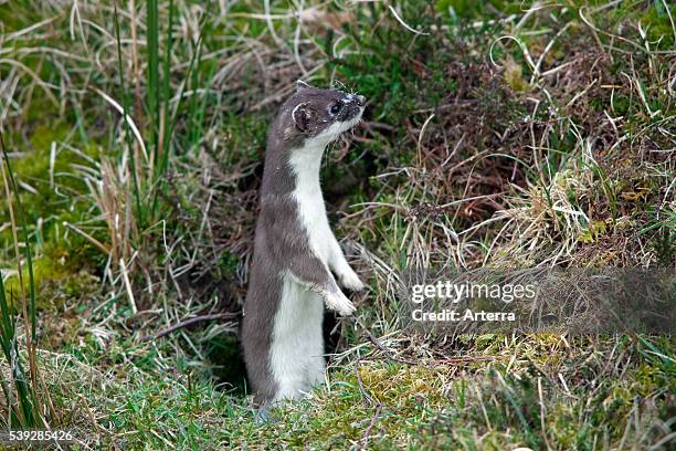 Mini Stoat Ermine Coat Photos and Premium High Res Pictures - Getty Images
