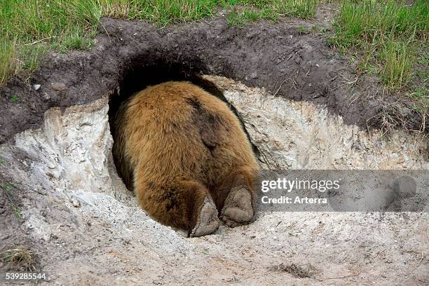 Dig A Den Polar Bear Digging Den