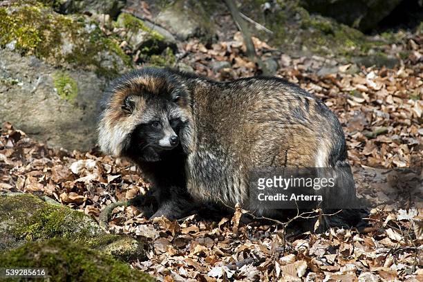 Raccoon dog invasive species in Germany, indigenous to East Asia. News  Photo - Getty Images