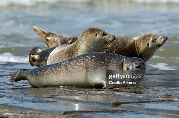 Harbour / Common seal juveniles resting on breakwater along the North Sea coast.