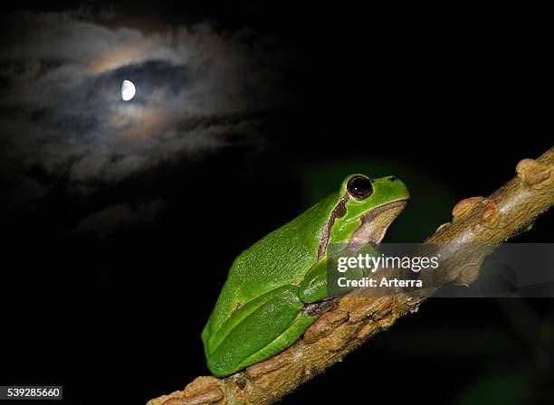 European / Common tree frog sitting on branch at night.