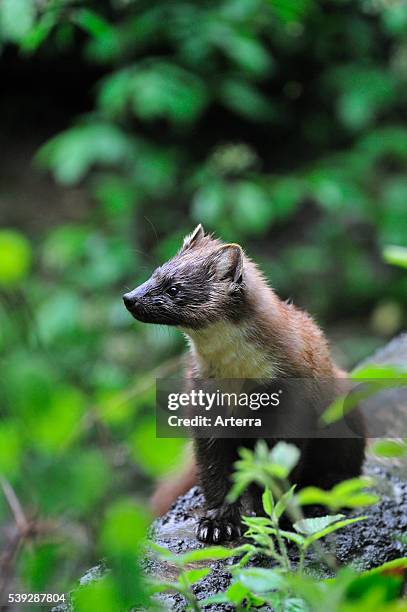 Pine marten sitting on fallen tree trunk in forest, Germany.