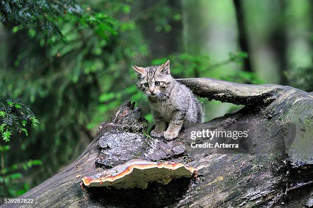 Wild cat kitten on tree trunk in forest, Germany.