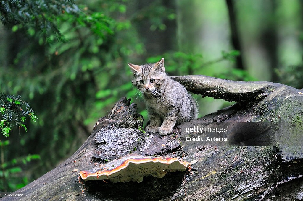 Wild cat kitten