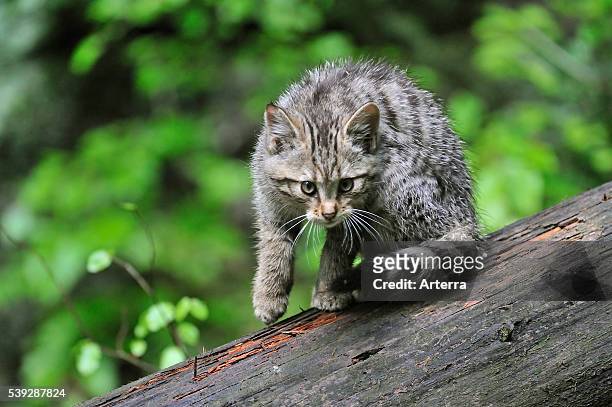 Wild cat kitten on tree trunk in forest, Germany.