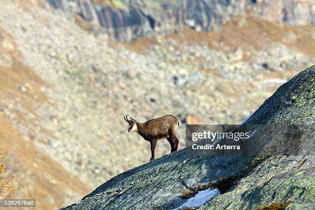 Chamois on rock ridge in the Alps in autumn, Gran Paradiso National Park, Italy.