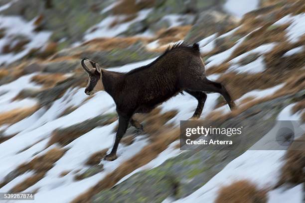 Chamois running downwards in the snow in winter, Gran Paradiso National Park, Italy.