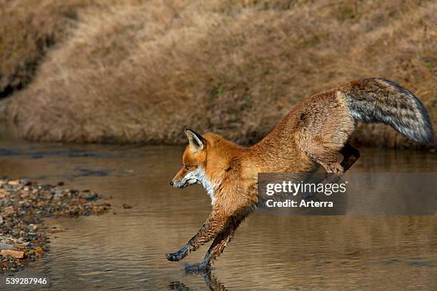 Red fox jumping over river, Gran Paradiso National Park, Italy.