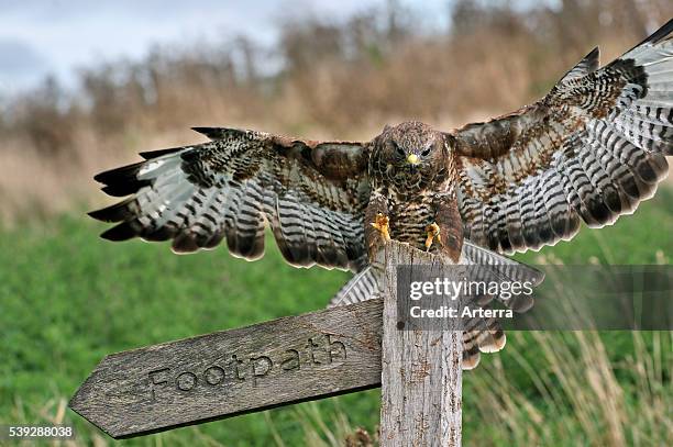 Common buzzard landing on signpost in field, UK .