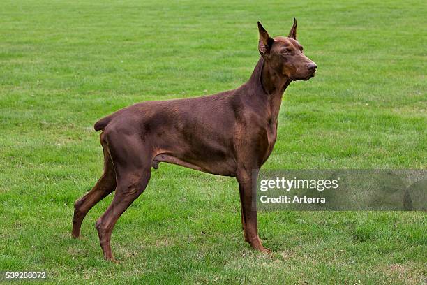 Doberman Pinscher / Pincher / Dobermann in garden.