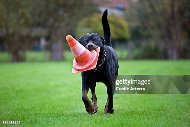 Rottweiler running with traffic cone in mouth.