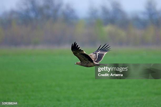 Eastern Imperial Eagle flying over field, Austria.