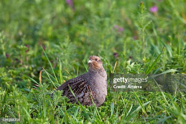 Grey Partridge female in field, Germany.