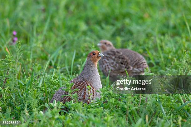 Grey Partridge couple in field, Germany.