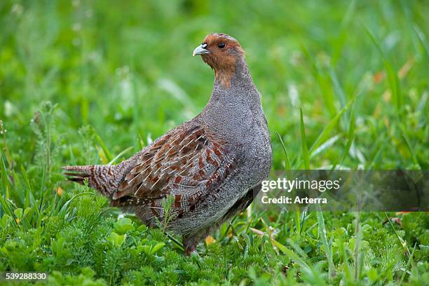 Grey Partridge cock in meadow, Germany.