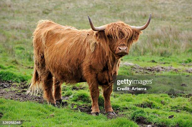 Highland cow on the Isle of Skye, Scotland, UK .