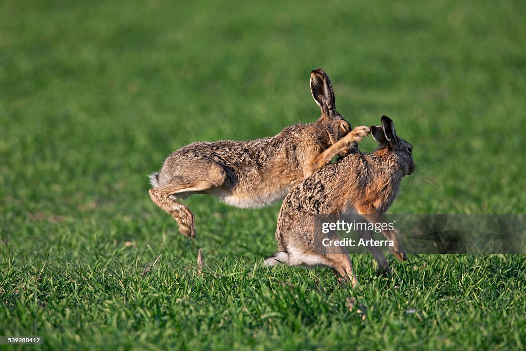 European Brown Hares (Lepus europaeus) boxing