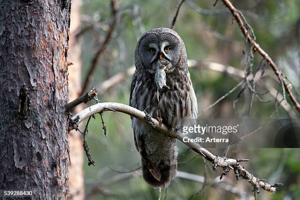 Great grey owl perched on branch in boreal forest with mouse, Sweden.