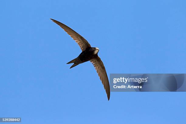 Common swift in flight.