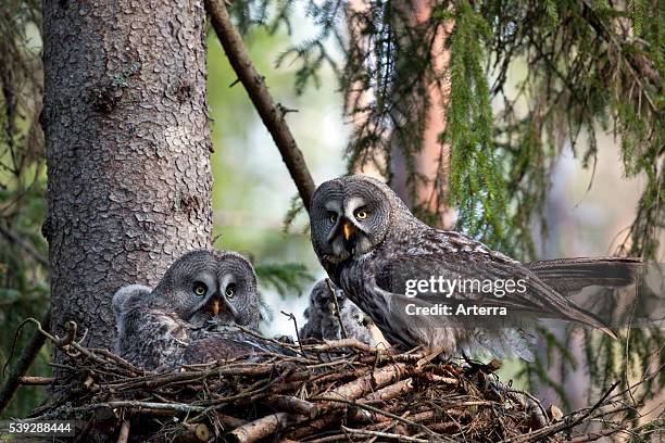Great grey owl pair feeding chicks in nest in boreal forest, Sweden.