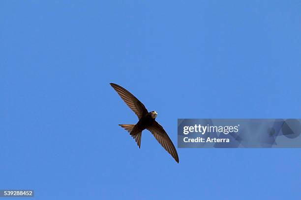 Common swift in flight.