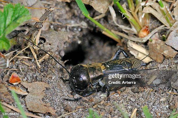 Field cricket leaving burrow , La Brenne, France .