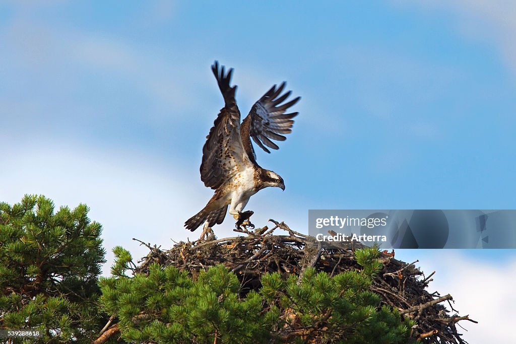 Osprey