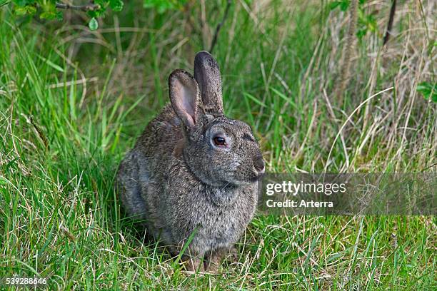Eastern Rabbit Eye 1,112 Rabbit Eye Stock Photos, High-Res Pictures, and Images - Getty Images