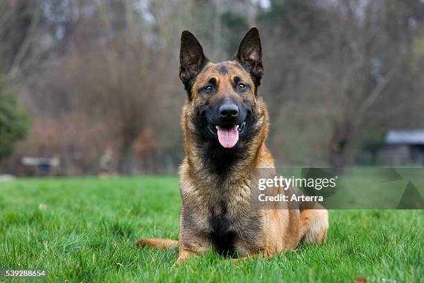 Belgian Shepherd Dog / Malinois lying in field, Belgium.