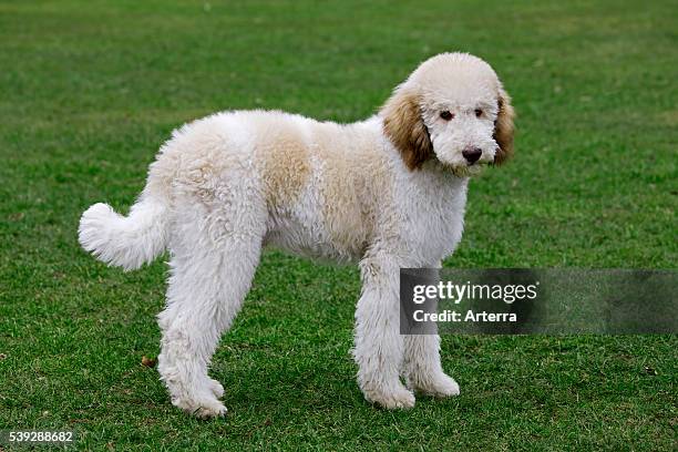 Standard poodle in garden.