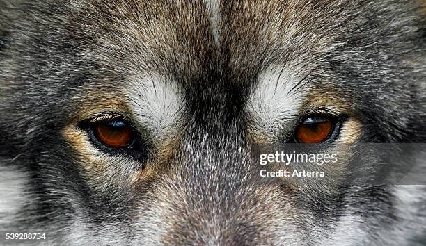 Greenland dog , sledge dog close-up, Ilulissat, West-Greenland, Greenland.