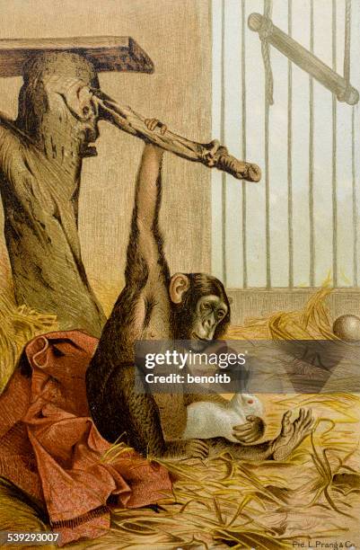 Empty Rabbit Cage Empty Rabbit Cage Photos and Premium High Res Pictures - Getty Images