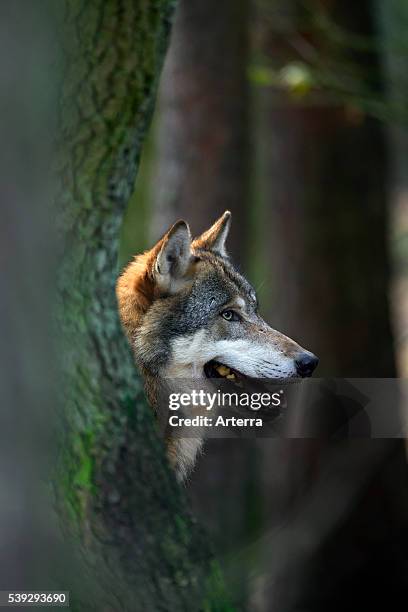 European Grey Wolf close-up in forest, Germany.