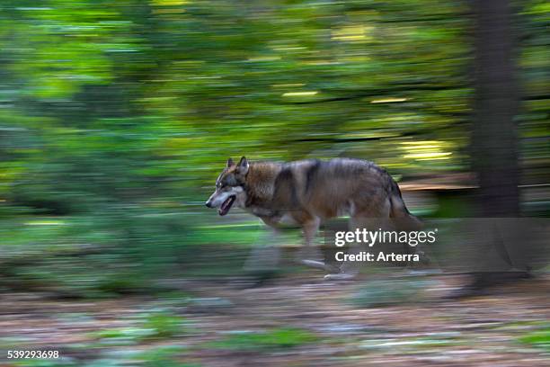 European Grey Wolf running in forest, Germany.