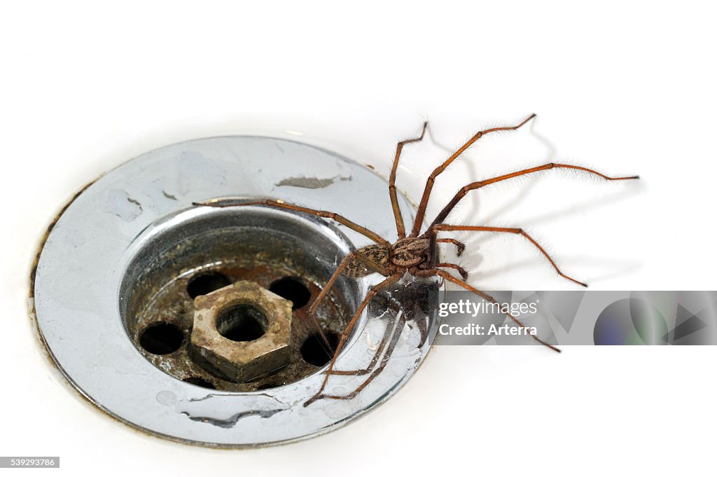 Giant house spider (Tegenaria duellica