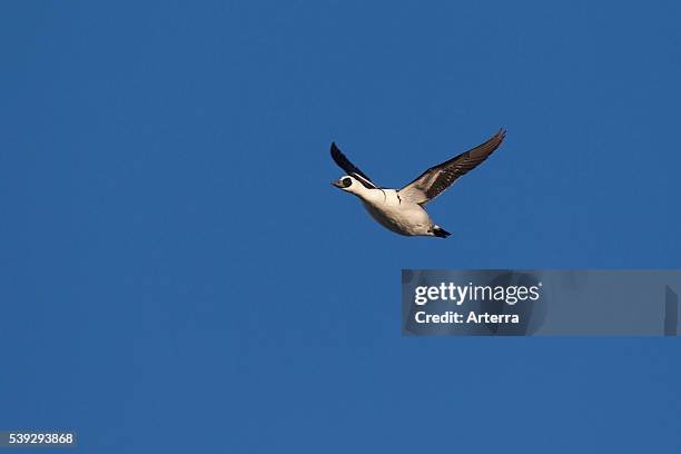 Smew In Flight 174 Smew Duck Stock Photos, High-Res Pictures, and Images - Getty Images