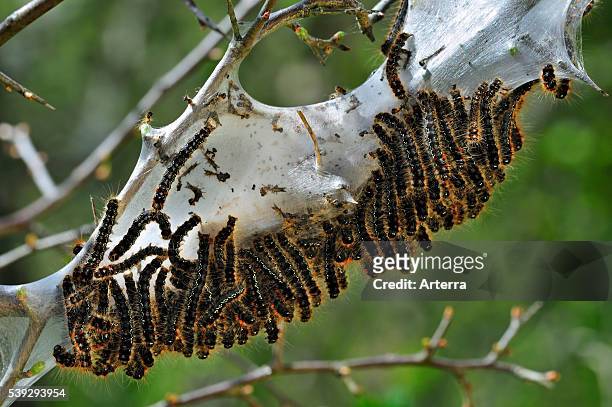 Caterpillar larvae of Small eggar moth living gregariously in silken web on hawthorn , La Brenne, France.