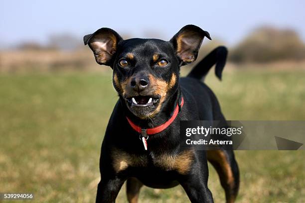 Manchester Terrier close-up of barking dog.