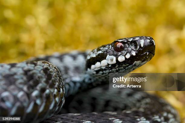 241 Common European Adder Stock Photos, High-Res Pictures, and Images ...