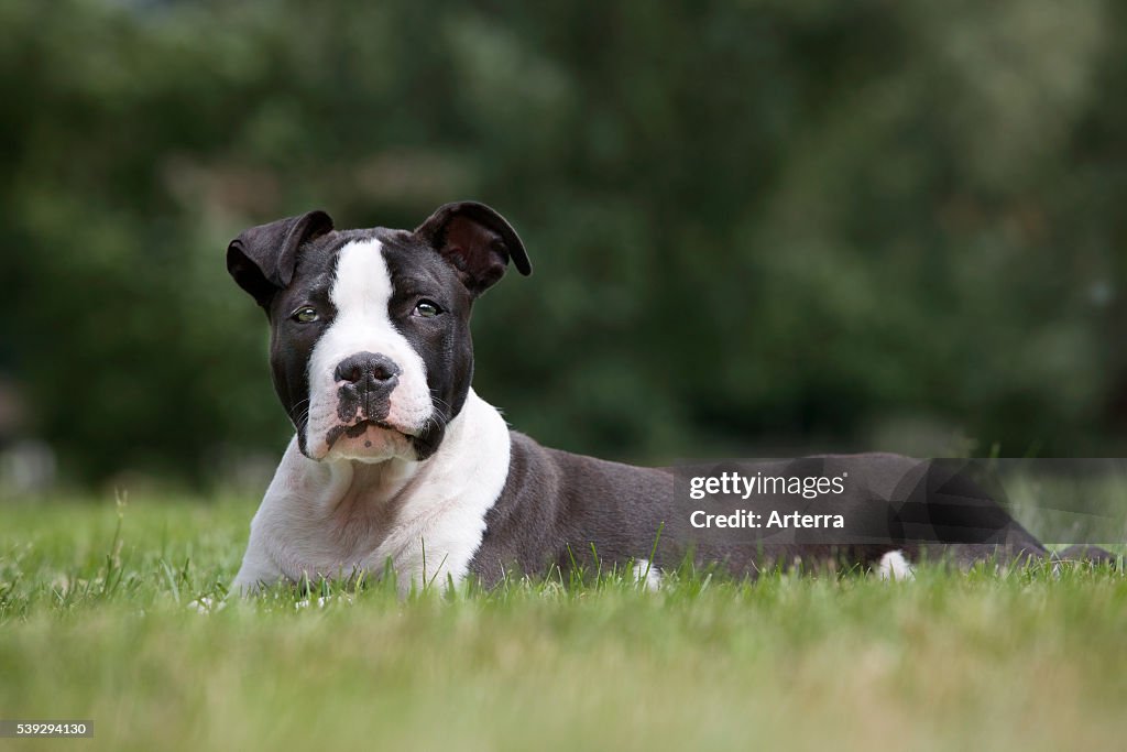 American Staffordshire terrier