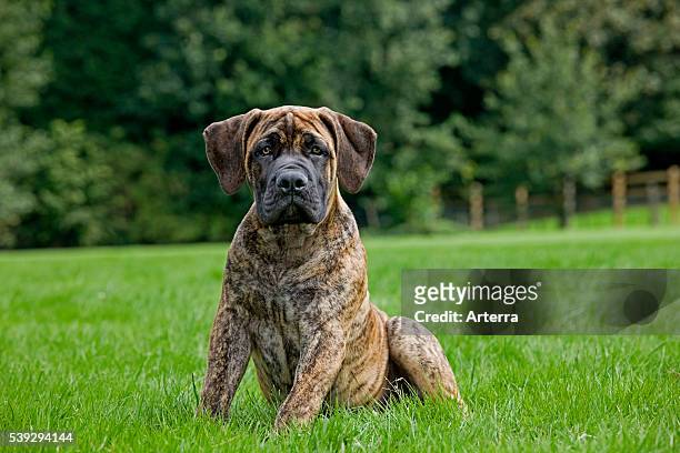 Boerboel pup in garden, native breed from South Africa.