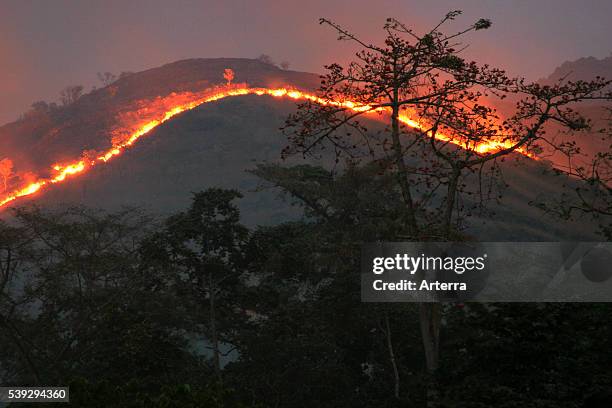 Slash-and-burn / slash and burn / controlled burning of grassland on hill near Hohoe, Volta, Ghana, West Africa.