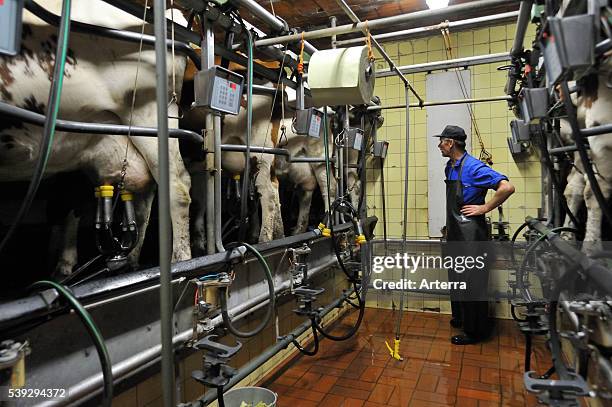 Milker and cows with udders attached to automatic milking machine in the milking parlor at dairy farm.