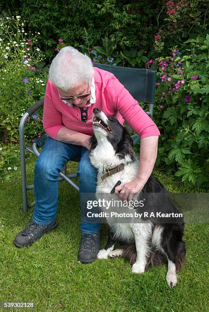 mature woman grooming border collie in the garden - combing fotografías e imágenes de stock