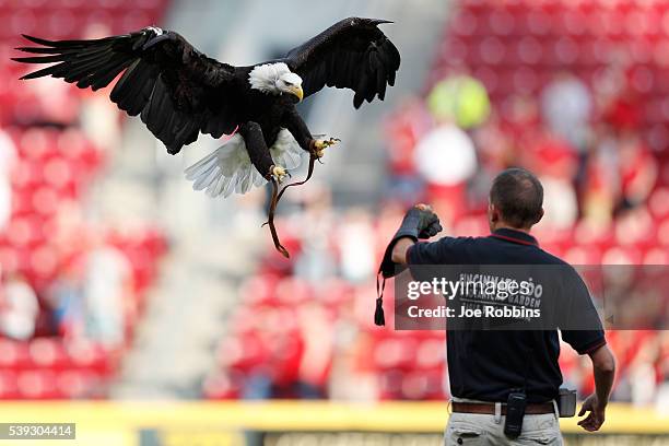 Bald eagle makes a landing prior to the game between the Cincinnati Reds and Oakland Athletics at Great American Ball Park on June 10, 2016 in...