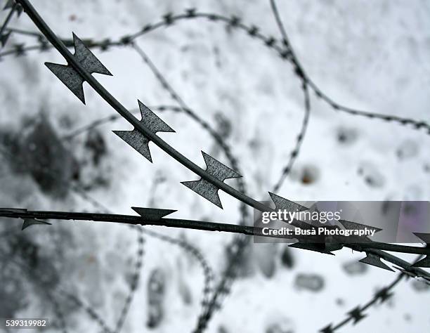 detail of barbed wire with snow in the background - third reich stock pictures, royalty-free photos & images