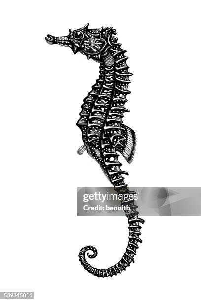1 141点のタツノオトシゴイラスト素材 Getty Images 1 141点のタツノオトシゴイラスト素材 Getty Images