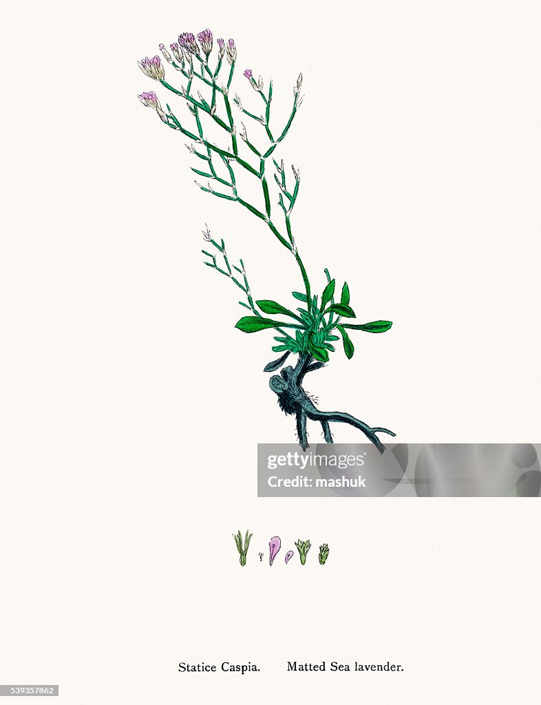 Sea Lavender(Limonium) plant used in Leather production